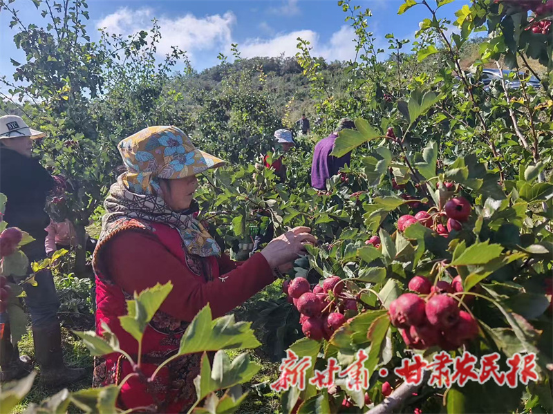 秦州區(qū):千畝山楂映山紅