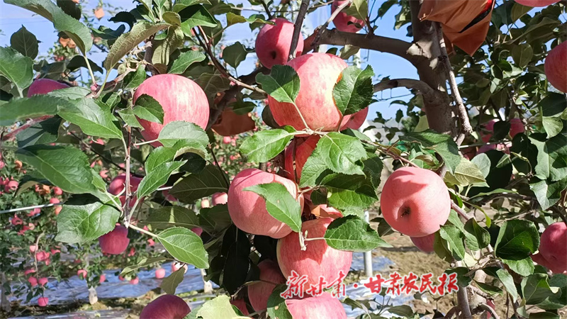 甘谷縣:千畝“有機蘋果”即將采摘上市