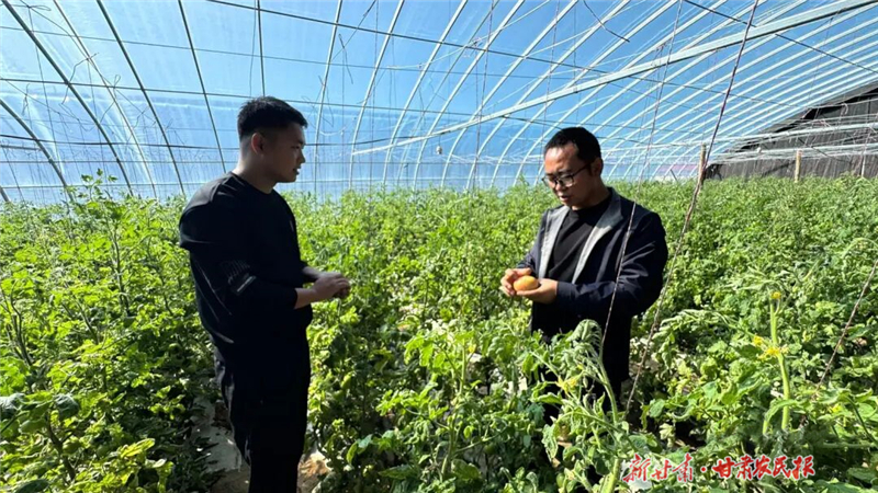 民勤:西紅柿成熟上市